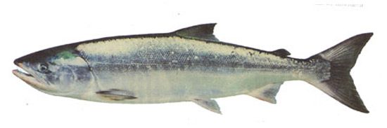 chum-salmon