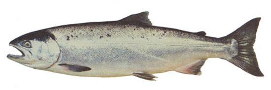 coho-salmon