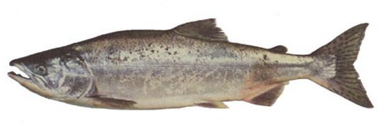 pink-salmon