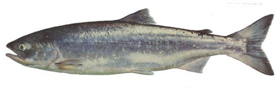 sockeye-salmon