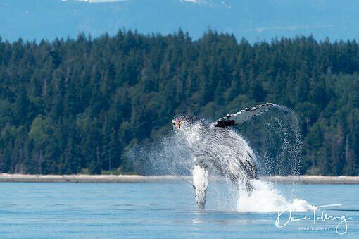 whale watching tours campbell river