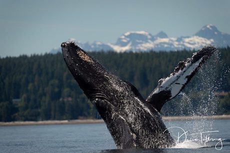 Whale Watching Campbell River